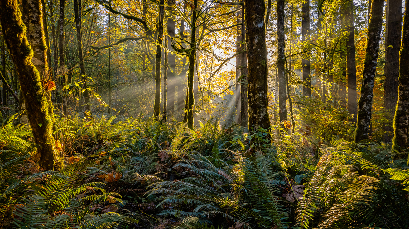 Sunlight filtering through moss-covered trees in a Pacific Northwest forest